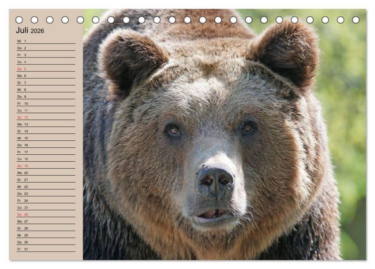 Produktbild: B&auml;ren. Unterwegs mit Meister Petz (Tischkalender 2026 DIN A5 quer), CALVENDO Monatskalender