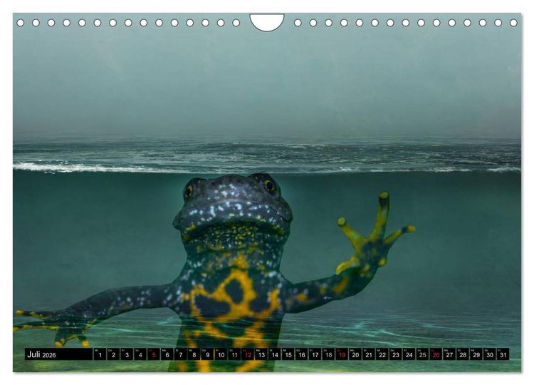 Produktbild: Salamander und Co. (Wandkalender 2026 DIN A4 quer), CALVENDO Monatskalender