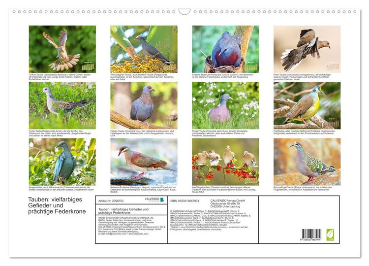 Produktbild: Tauben: vielfarbiges Gefieder und pr&auml;chtige Federkrone (Wandkalender 2026 DIN A2 quer), CALVENDO Monatskalender