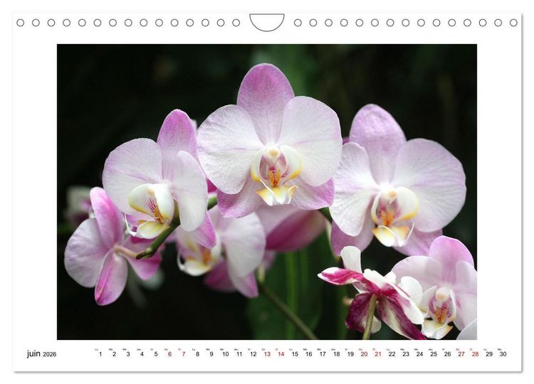Produktbild: Mon r&ecirc;ve d'orchid&eacute;es (Calendrier mural 2026 DIN A4 vertical), CALVENDO calendrier mensuel