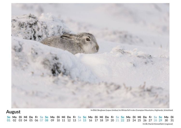 Produktbild: Tiere in Eis und Schnee
