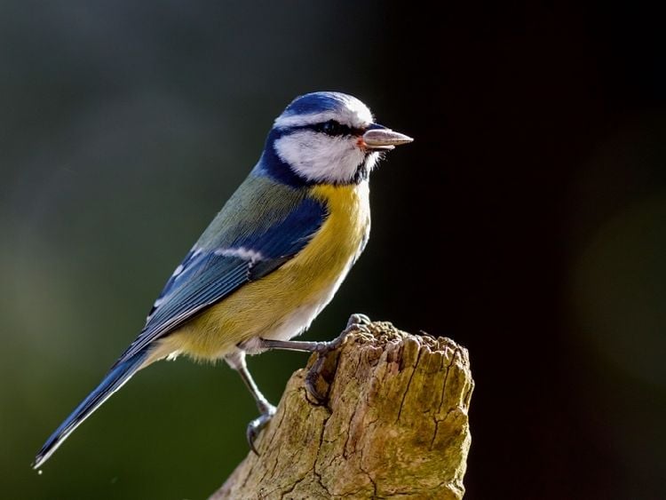 Produktbild: CALVENDO Puzzle Blaumeise auf einem Baumstumpf | 1000 Teile Lege-Gr&ouml;&szlig;e 64x48cm Foto-Puzzle f&uuml;r gl&uuml;ckliche Stunden