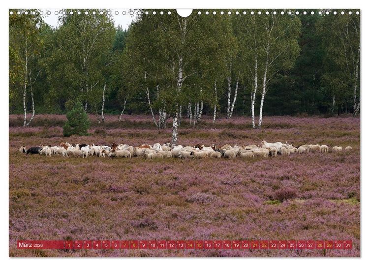 Produktbild: Naturpark Niederlausitzer Heidelandschaft - Heidebl&uuml;te (Wandkalender 2026 DIN A3 quer), CALVENDO Monatskalender