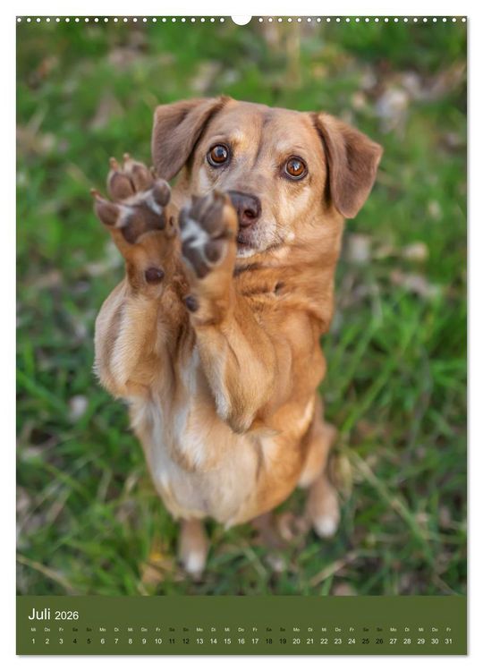 Produktbild: Hundeportraits - Monatskalender (Wandkalender 2026 DIN A2 hoch), CALVENDO Monatskalender