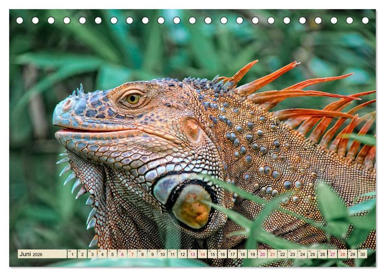 Produktbild: Wundersch&ouml;ner Leguan (Tischkalender 2026 DIN A5 quer), CALVENDO Monatskalender