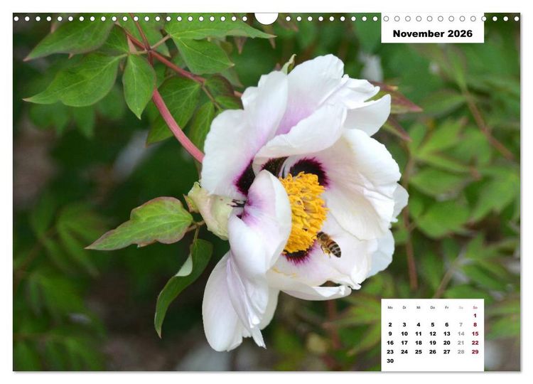Produktbild: Zauber der P&auml;onien-Bl&uuml;te (Wandkalender 2026 DIN A3 quer), CALVENDO Monatskalender