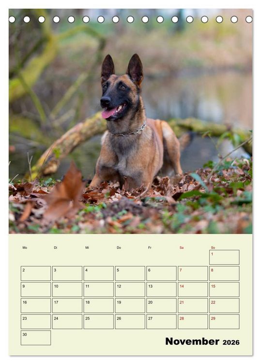 Produktbild: Malinois verl&auml;ssliche Begleiter (Tischkalender 2026 DIN A5 hoch), CALVENDO Monatskalender