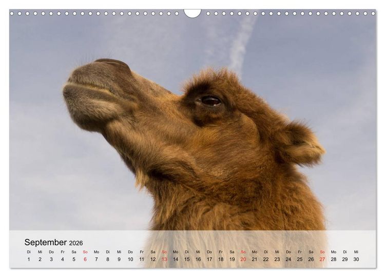 Produktbild: Kamele in der W&uuml;stensonne (Wandkalender 2026 DIN A3 quer), CALVENDO Monatskalender
