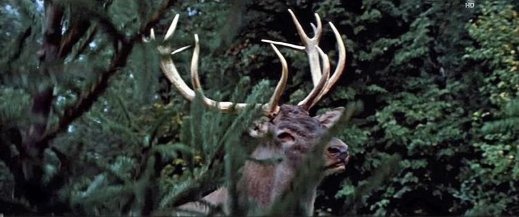 Produktbild: Der Hirsch mit dem goldenen Geweih (Filmjuwelen / DEFA-M&auml;rchen)