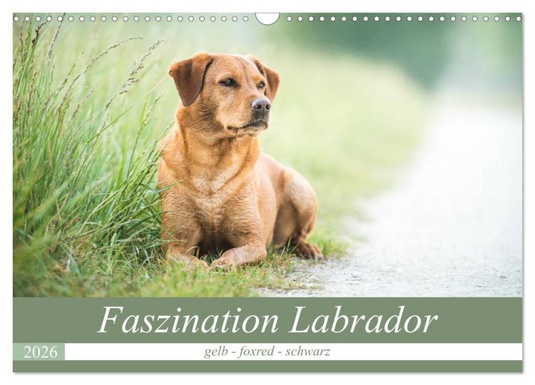 Produktbild: Faszination Labrador - gelb, foxred, schwarz (Wandkalender 2026 DIN A3 quer), CALVENDO Monatskalender