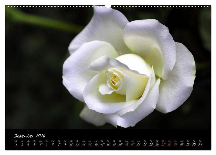 Produktbild: Rosen Romanze - Visuelle Musik (hochwertiger Premium Wandkalender 2026 DIN A2 quer), Kunstdruck in Hochglanz