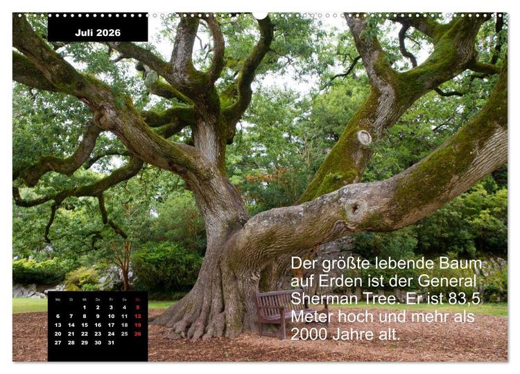 Produktbild: Schlaumeier-Kalender - Thema: Wald (Wandkalender 2026 DIN A2 quer), CALVENDO Monatskalender