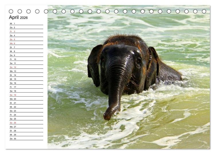 Produktbild: Elefanten - Wasserspa&szlig; am Strand (Tischkalender 2026 DIN A5 quer), CALVENDO Monatskalender