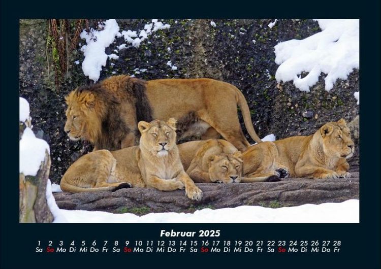 Produktbild: L&ouml;wen in der Wildnis 2025 Fotokalender DIN A4