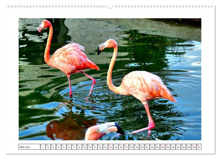 Produktbild: Pretty Flamingos in Cuba (hochwertiger Premium Wandkalender 2026 DIN A2 quer), Kunstdruck in Hochglanz