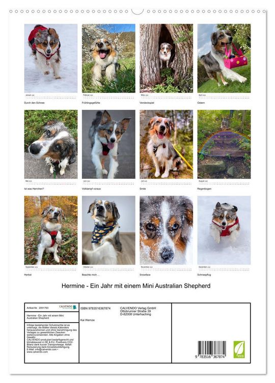 Produktbild: Hermine - Ein Jahr mit einem Mini Australian Shepherd (Wandkalender 2026 DIN A2 hoch), CALVENDO Monatskalender