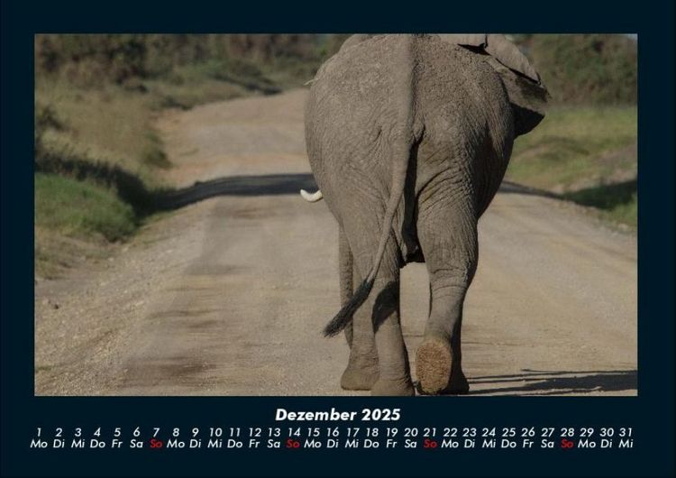 Produktbild: Der Elefantenkalender 2025 Fotokalender DIN A4