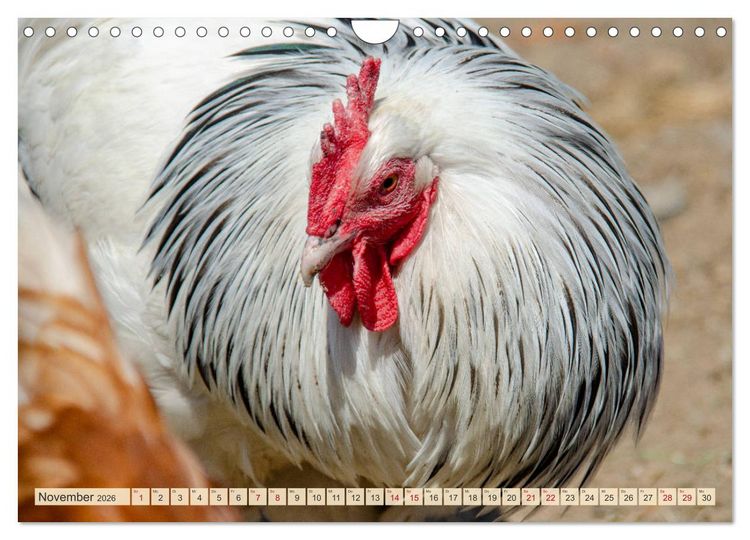 Produktbild: Charmante H&uuml;hner (Wandkalender 2026 DIN A4 quer), CALVENDO Monatskalender