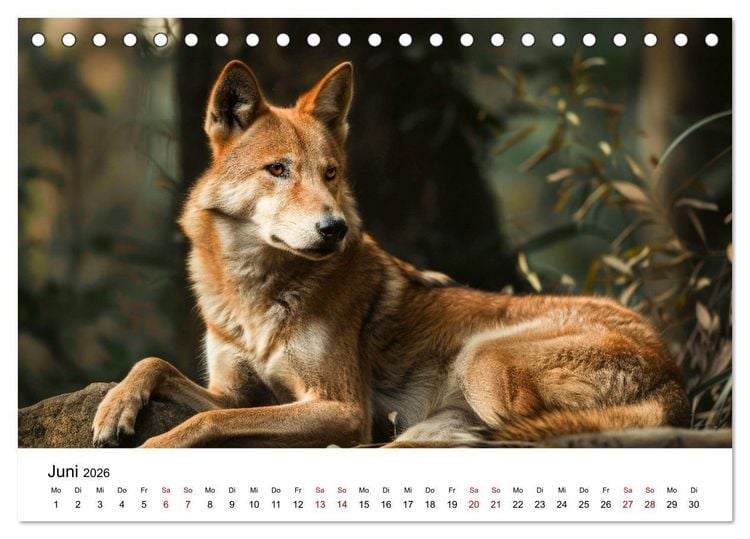 Produktbild: Wildes Down Under: Tiere des Australischen Kontinents (Tischkalender 2026 DIN A5 quer), CALVENDO Monatskalender