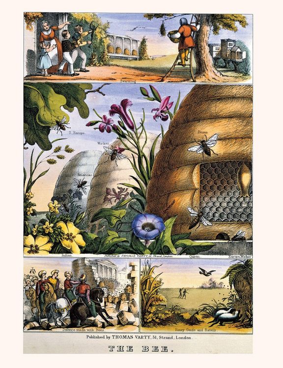 Produktbild: Collins Beekeeper's Bible