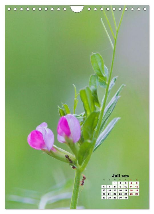 Produktbild: Spa&szlig; mit bunten Bl&uuml;mchen (Wandkalender 2026 DIN A4 hoch), CALVENDO Monatskalender