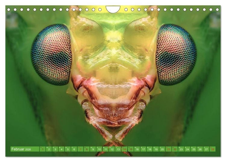Produktbild: Extreme Makroaufnahmen - Insekten so nah wie nie (Wandkalender 2026 DIN A4 quer), CALVENDO Monatskalender