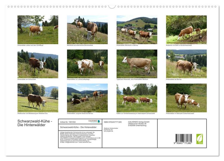 Produktbild: Schwarzwald-K&uuml;he - Die Hinterw&auml;lder (hochwertiger Premium Wandkalender 2026 DIN A2 quer), Kunstdruck in Hochglanz