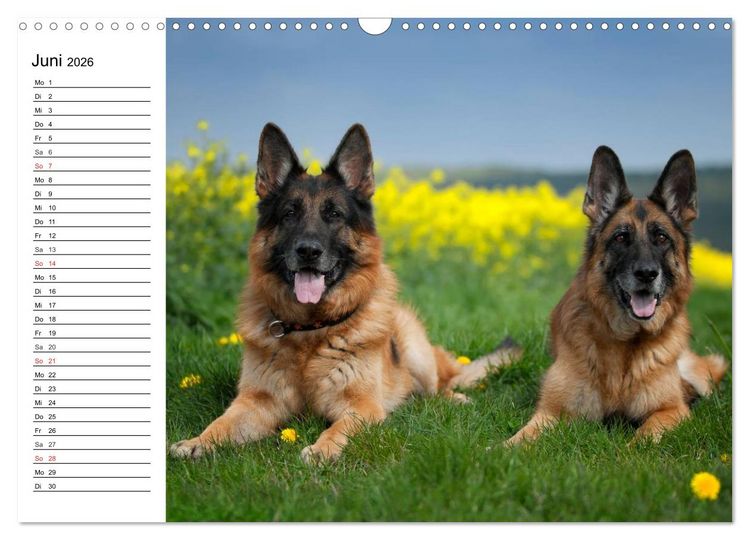 Produktbild: Deutsche Sch&auml;ferhunde - Liebenswerte Graunasen (Wandkalender 2026 DIN A3 quer), CALVENDO Monatskalender