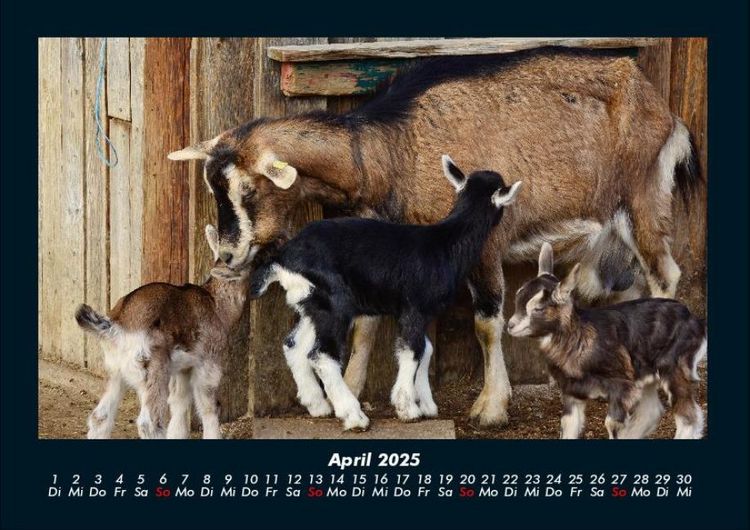Produktbild: Tierkalender 2025 Fotokalender DIN A4