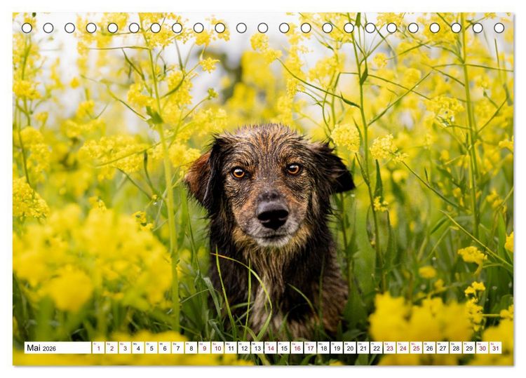 Produktbild: Ein Hundejahr in Bildern (Tischkalender 2026 DIN A5 quer), CALVENDO Monatskalender