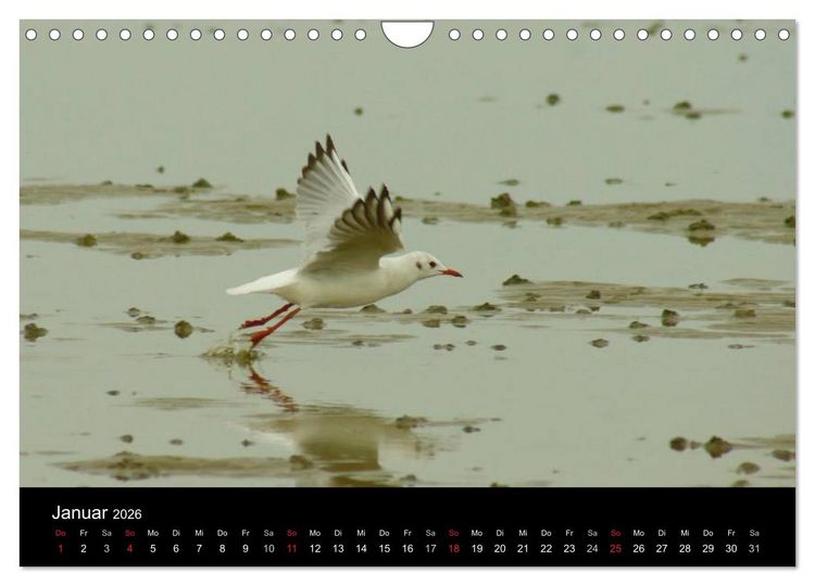 Produktbild: An der Nordsee (Wandkalender 2026 DIN A4 quer), CALVENDO Monatskalender