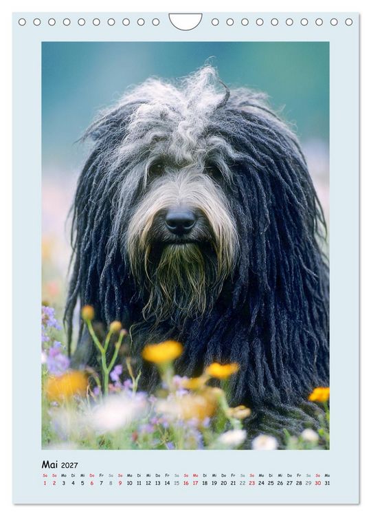Produktbild: Dreadlocks auf Pfoten. Ungarische Hirtenhunde im Zottelfell (Wandkalender 2027 DIN A4 hoch), CALVENDO Monatskalender