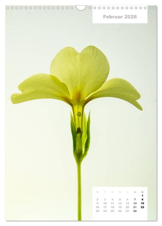 Produktbild: Schnittblumen 2026 (Wandkalender 2026 DIN A3 hoch), CALVENDO Monatskalender