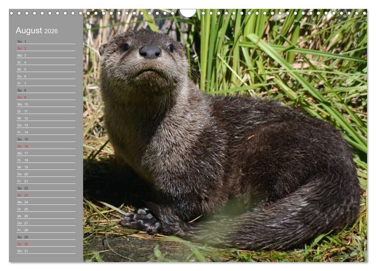 Produktbild: Otter. Frech, laut und clever (Wandkalender 2026 DIN A3 quer), CALVENDO Monatskalender