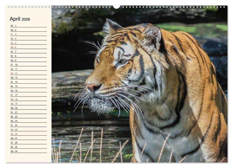 Produktbild: Tiger. Gestreift, wild und sch&ouml;n (hochwertiger Premium Wandkalender 2026 DIN A2 quer), Kunstdruck in Hochglanz