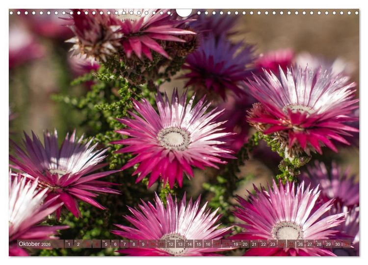 Produktbild: Fynbos - Die einzigartige Flora S&uuml;dafrikas (Wandkalender 2026 DIN A3 quer), CALVENDO Monatskalender