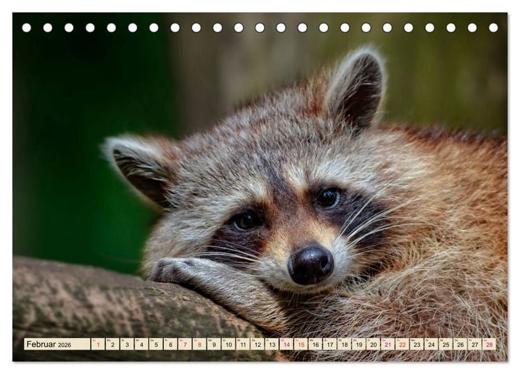 Produktbild: Waschb&auml;r - Niedlicher Allesfresser (Tischkalender 2026 DIN A5 quer), CALVENDO Monatskalender