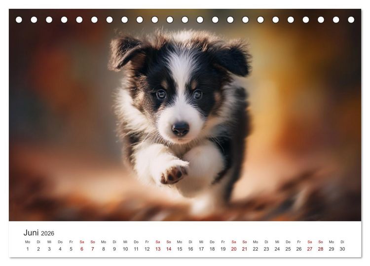 Produktbild: Sch&ouml;n, schlau, schnell! - Der Border Collie - Kalender (Tischkalender 2026 DIN A5 quer), CALVENDO Monatskalender