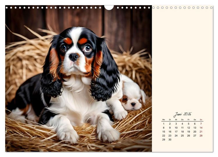 Produktbild: Goldige Kavalier King Charles Spaniels (Wandkalender 2026 DIN A3 quer), CALVENDO Monatskalender