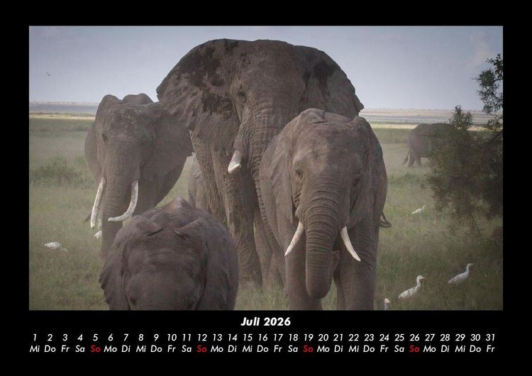 Produktbild: Elefanten 2026 Fotokalender DIN A3