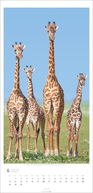 Produktbild: Giraffen Kalender 2027