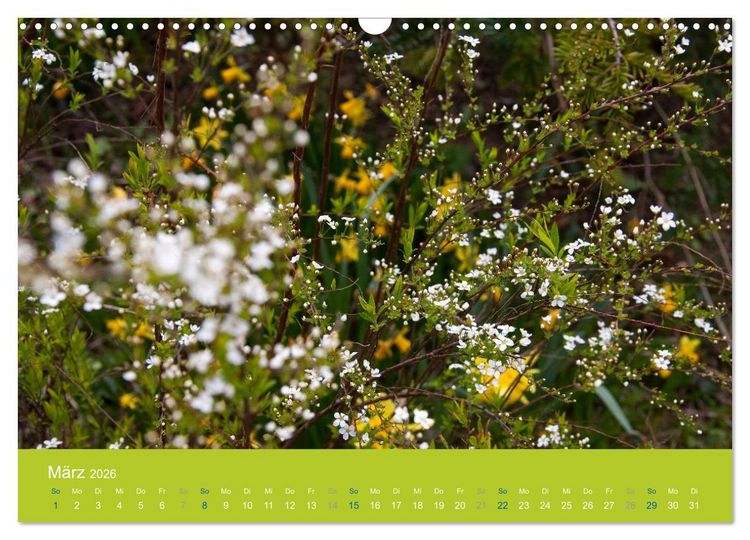 Produktbild: Gartenfl&uuml;stern (Wandkalender 2026 DIN A3 quer), CALVENDO Monatskalender