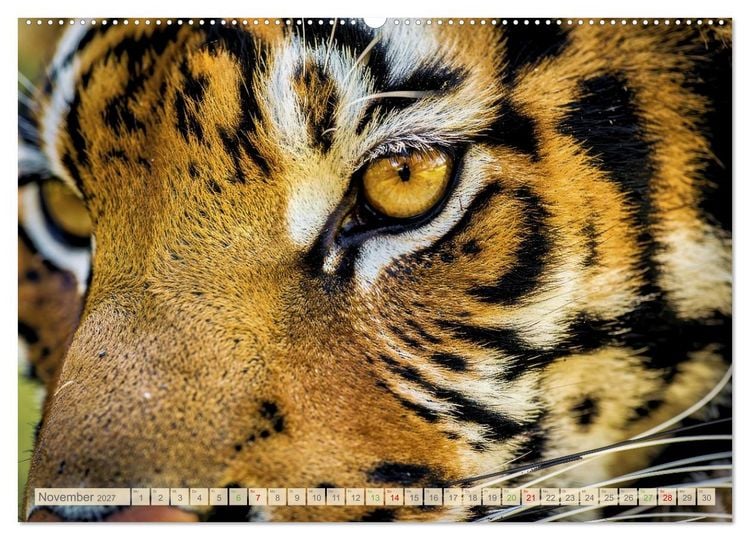 Produktbild: Die Augen der Wildnis (hochwertiger Premium Wandkalender 2027 DIN A2 quer), Kunstdruck in Hochglanz