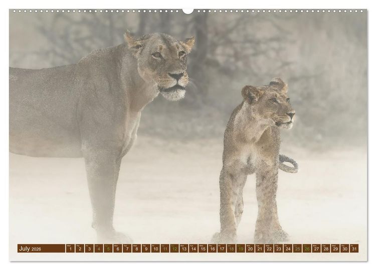 Produktbild: Lions of Southern Africa (Wall Calendar 2026 DIN A2 landscape), CALVENDO 12 Month Wall Calendar