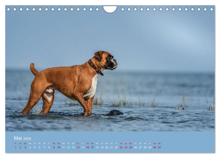Produktbild: Fantastische Boxer - Sieger der Herzen (Wandkalender 2026 DIN A4 quer), CALVENDO Monatskalender