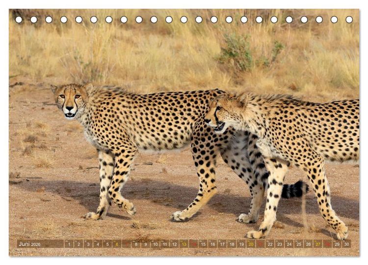 Produktbild: Geparden - Begegnungen in Afrika (Tischkalender 2026 DIN A5 quer), CALVENDO Monatskalender