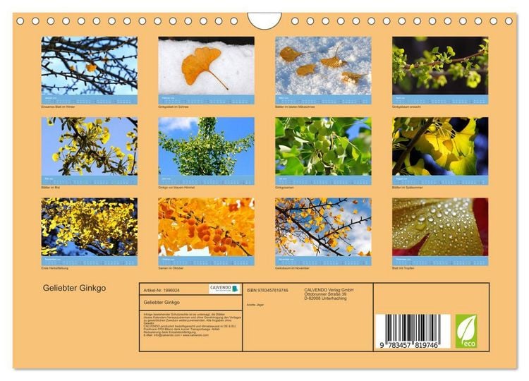 Produktbild: Geliebter Ginkgo (Wandkalender 2026 DIN A4 quer), CALVENDO Monatskalender