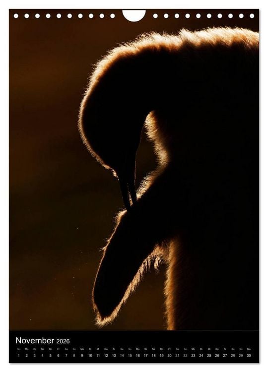 Produktbild: Hallo Pinguin (Wandkalender 2026 DIN A4 hoch), CALVENDO Monatskalender