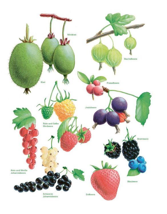 Produktbild: Das gro&szlig;e Gem&uuml;se- und Obstgartenbuch