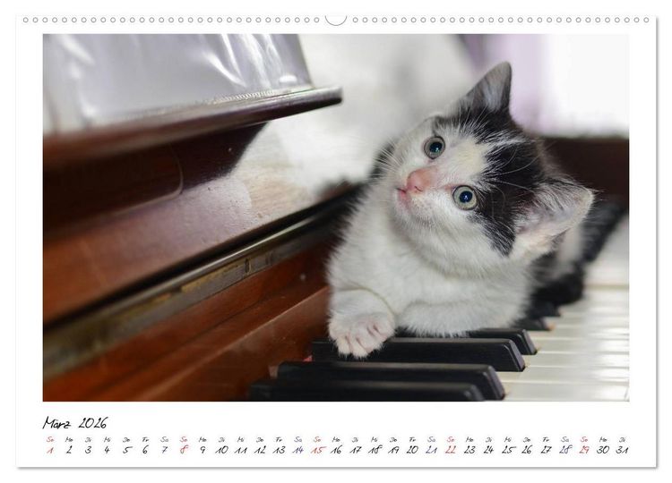 Produktbild: Die Launen der Katzen 2026 (hochwertiger Premium Wandkalender 2026 DIN A2 quer), Kunstdruck in Hochglanz